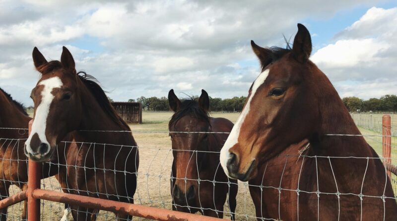 four brown horses behind fence